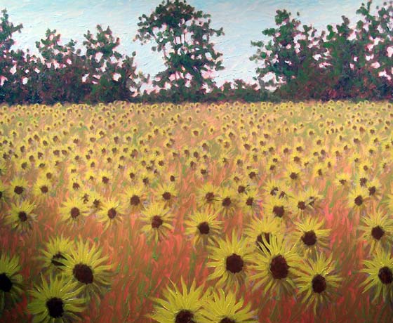 FIELDS OF SUNFLOWERS